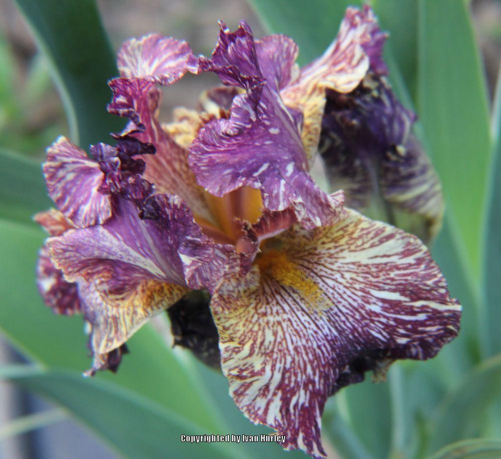 Photo of Tall Bearded Iris (Iris 'Bewilderbeast') uploaded by Ivan_N_Tx