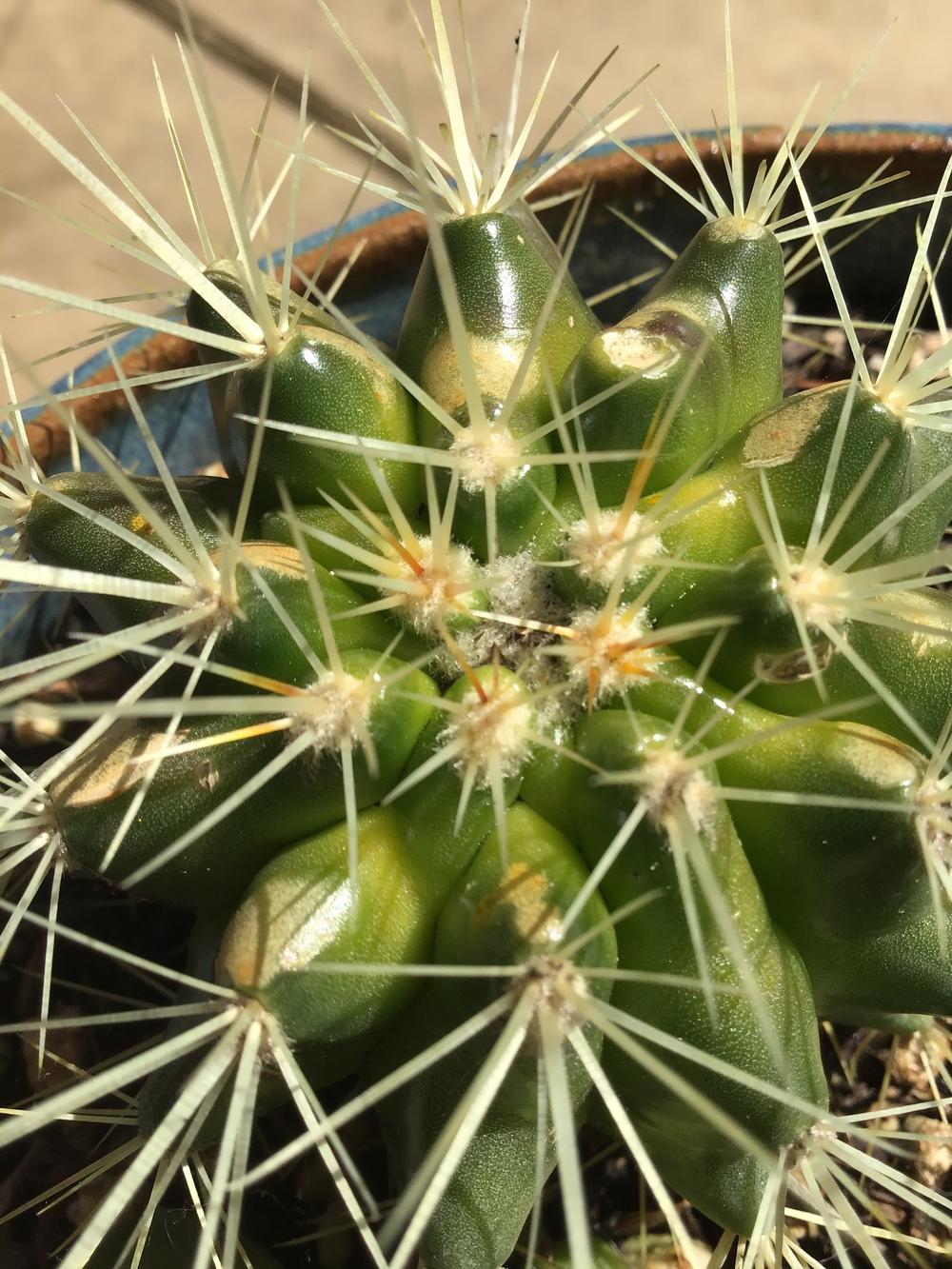 Photo of Golden Barrel Cactus (Kroenleinia grusonii) uploaded by KFredenburg