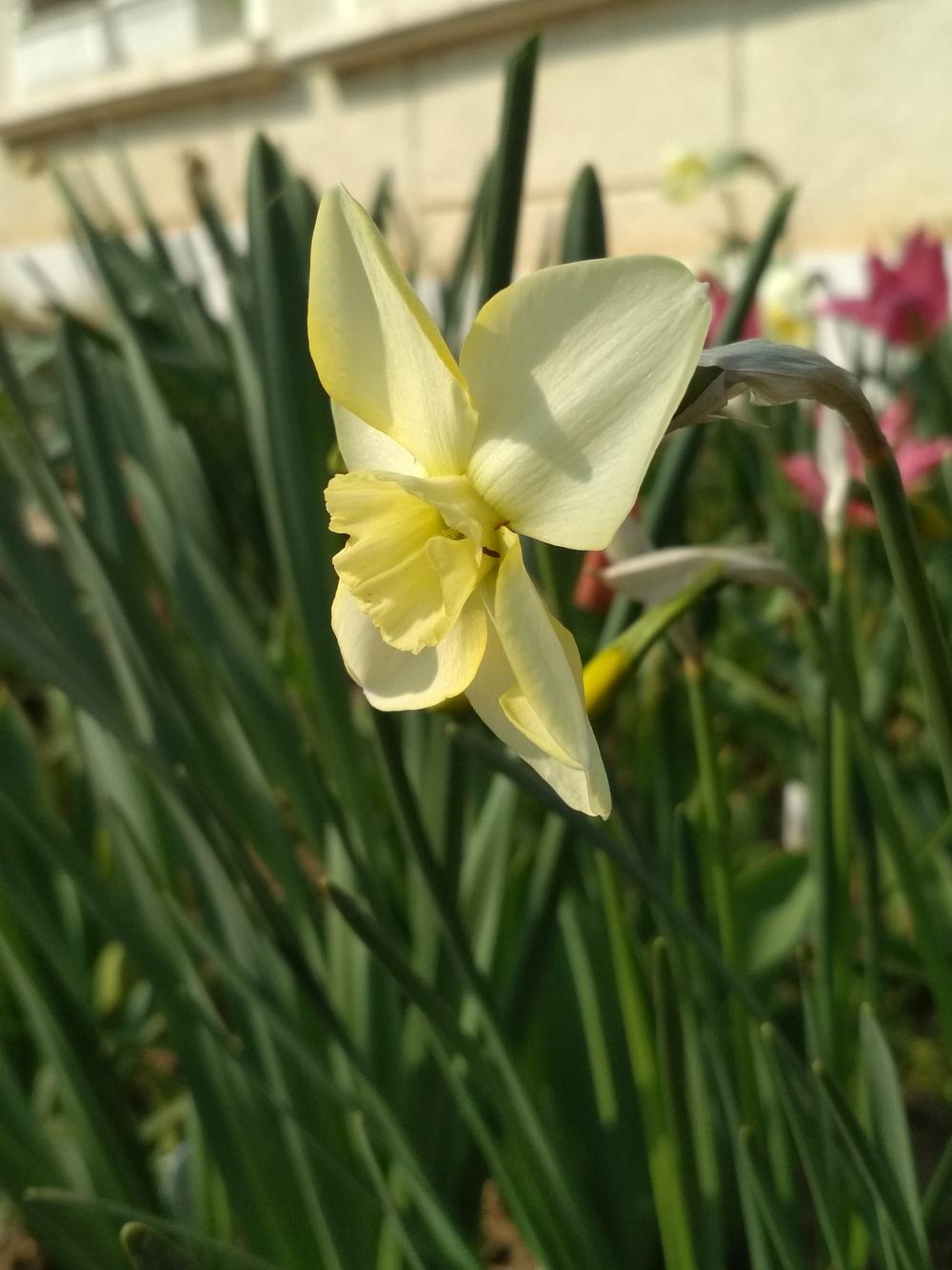 Photo of Daffodil (Narcissus 'Green Eyed Lady') uploaded by Nevita