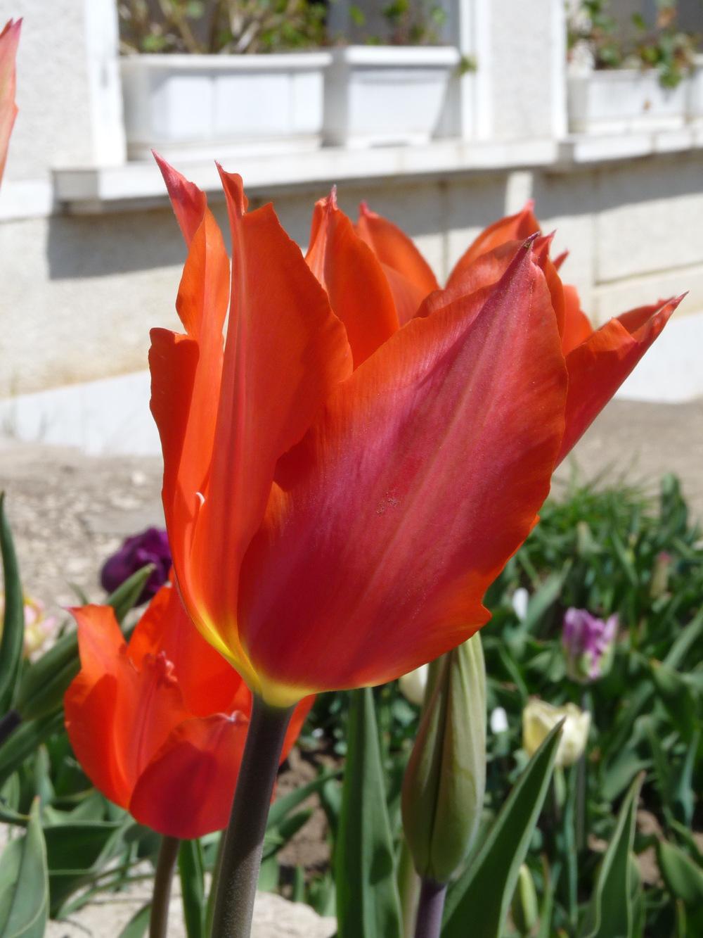 Photo of Single Late Tulip (Tulipa 'Perestroyka') uploaded by Nevita