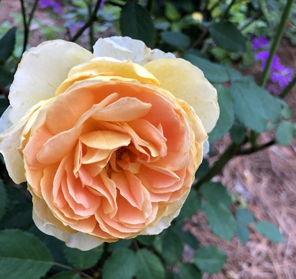 Photo of Rose (Rosa 'Molineux') uploaded by Sandybaham