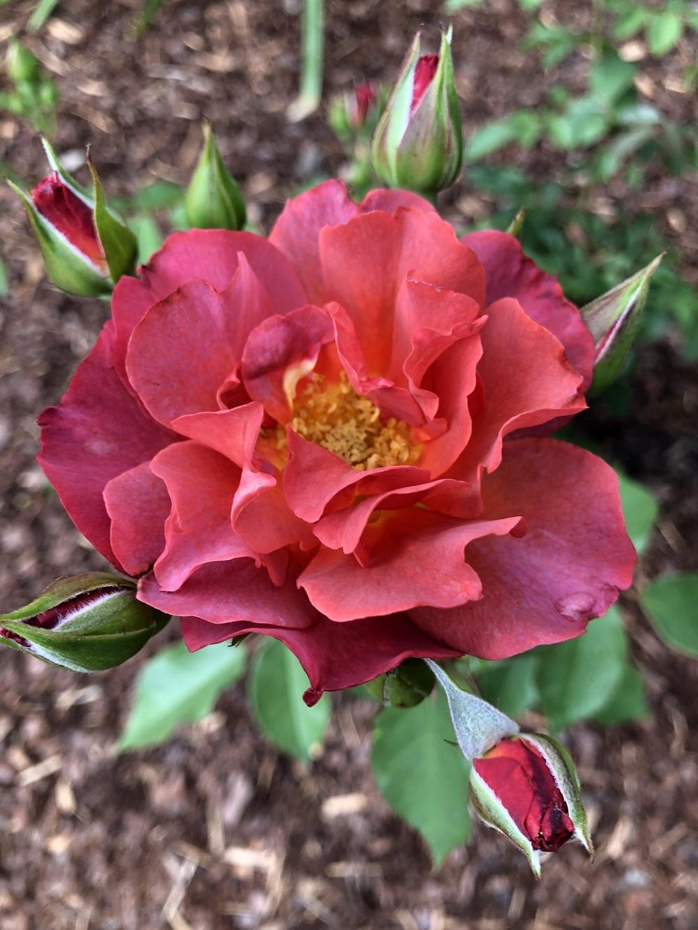 Photo of Floribunda Rose (Rosa 'Cinco de Mayo') uploaded by Sandybaham