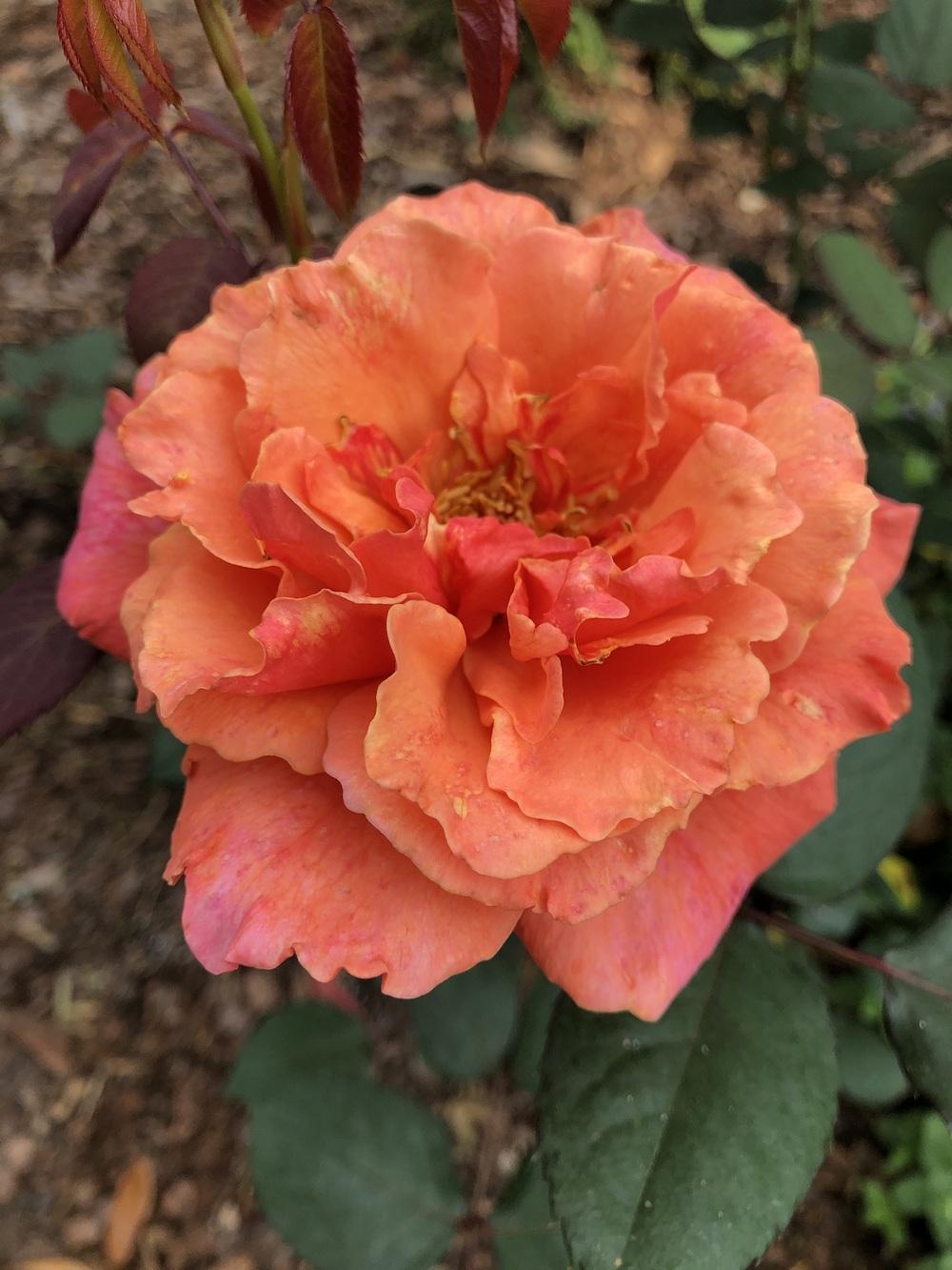 Photo of Rose (Rosa 'Honeysweet') uploaded by Sandybaham