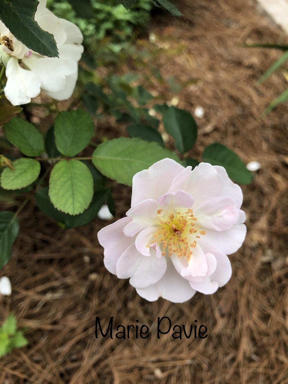Photo of Rose (Rosa 'Marie Pavie') uploaded by Sandybaham