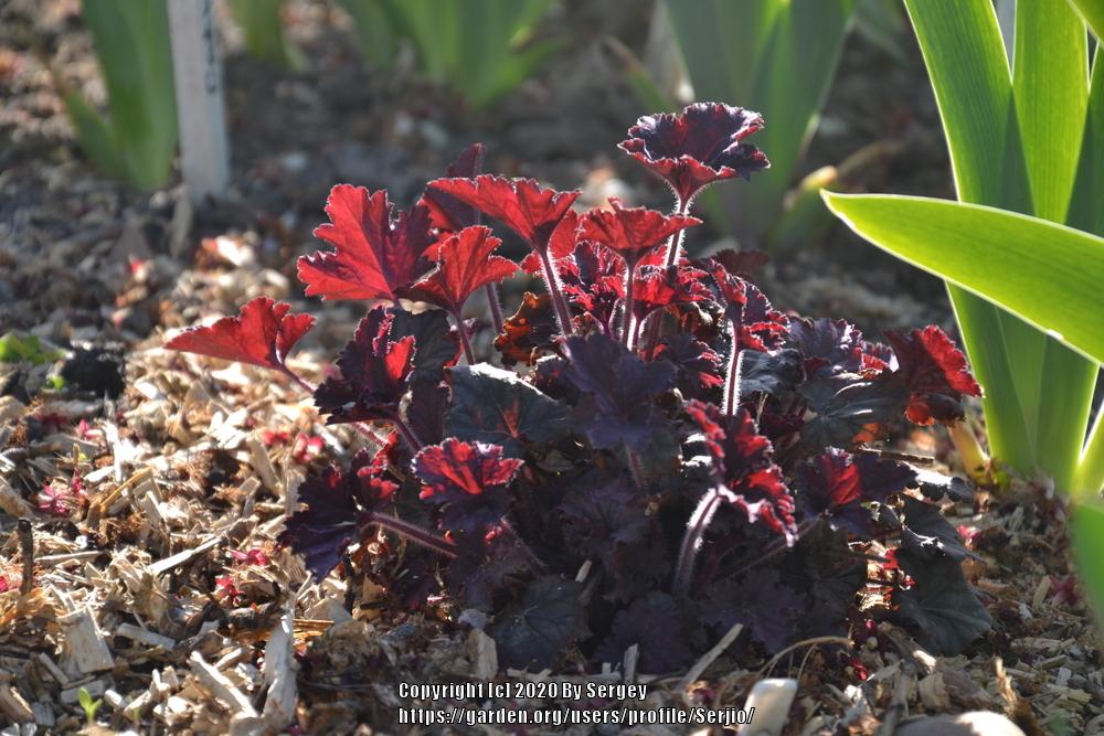 Photo of Coral Bells (Heuchera 'Frosted Violet') uploaded by Serjio