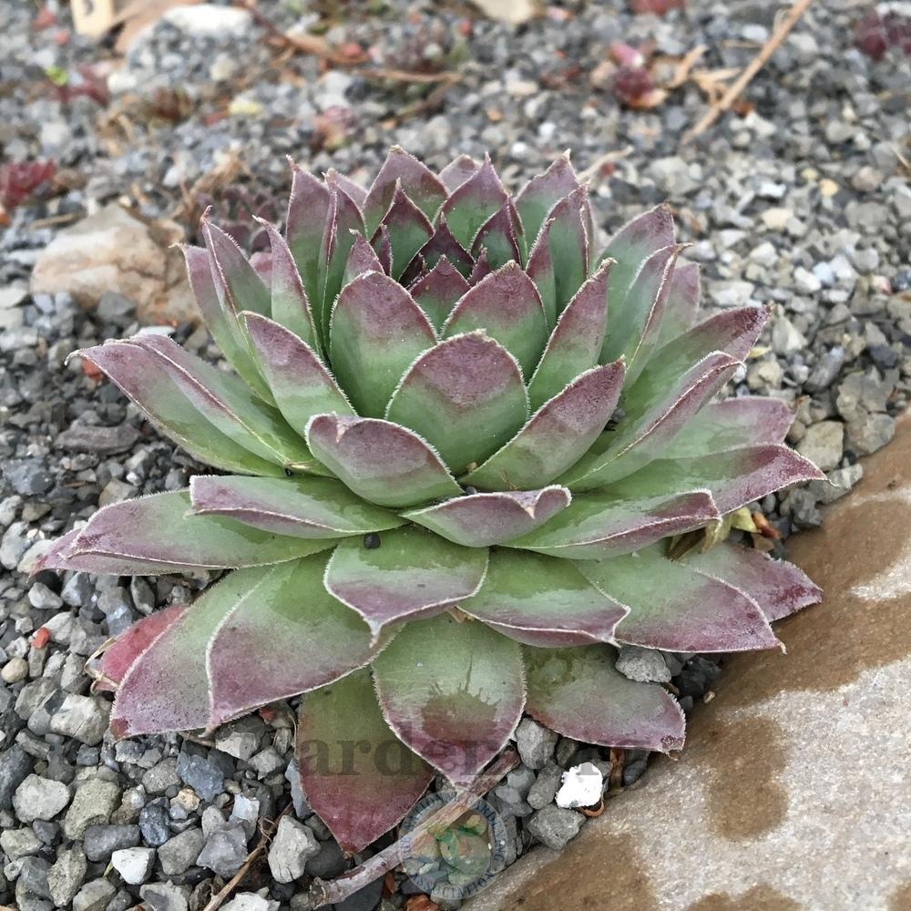 Photo of Hen and Chicks (Sempervivum 'Charolensis') uploaded by BlueOddish