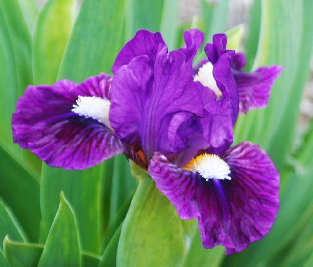 Photo of Miniature Dwarf Bearded Iris (Iris 'Wise') uploaded by Hybridizer