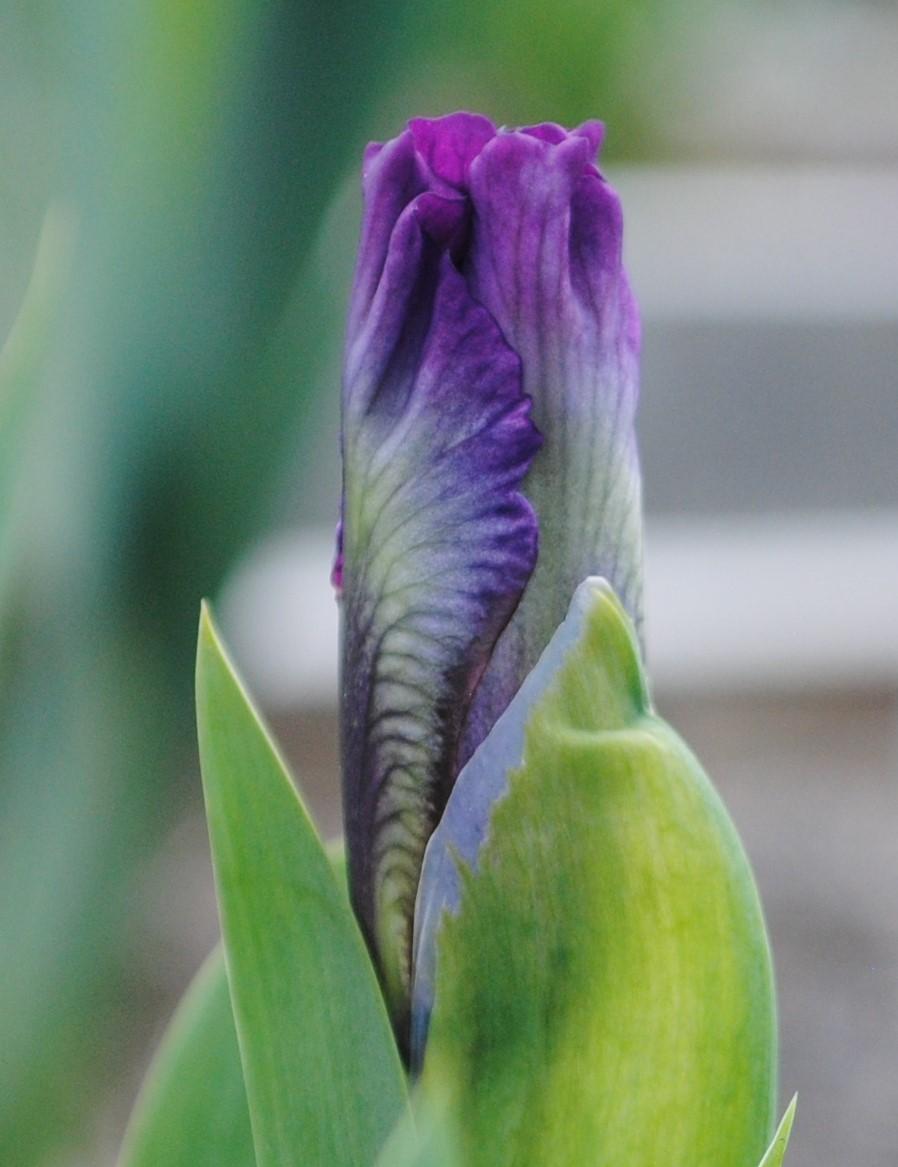 Photo of Miniature Dwarf Bearded Iris (Iris 'Wise') uploaded by Hybridizer