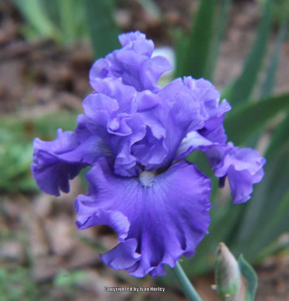 Photo of Tall Bearded Iris (Iris 'Adriatic Waves') uploaded by Ivan_N_Tx