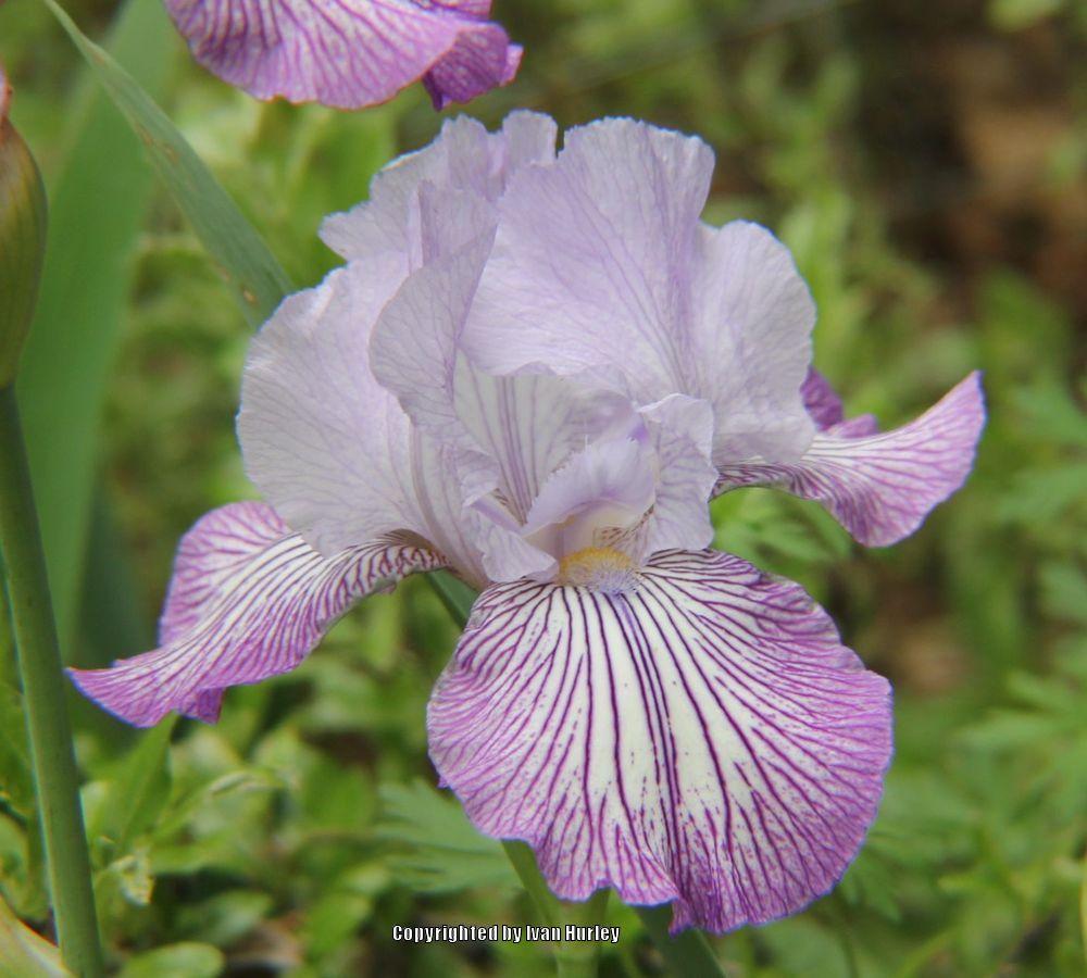 Photo of Tall Bearded Iris (Iris 'Circus Circus') uploaded by Ivan_N_Tx