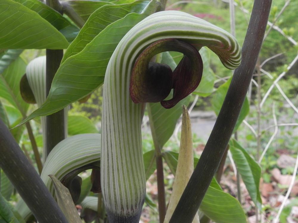 Photo of Cobra Lily (Arisaema ringens) uploaded by SL_gardener