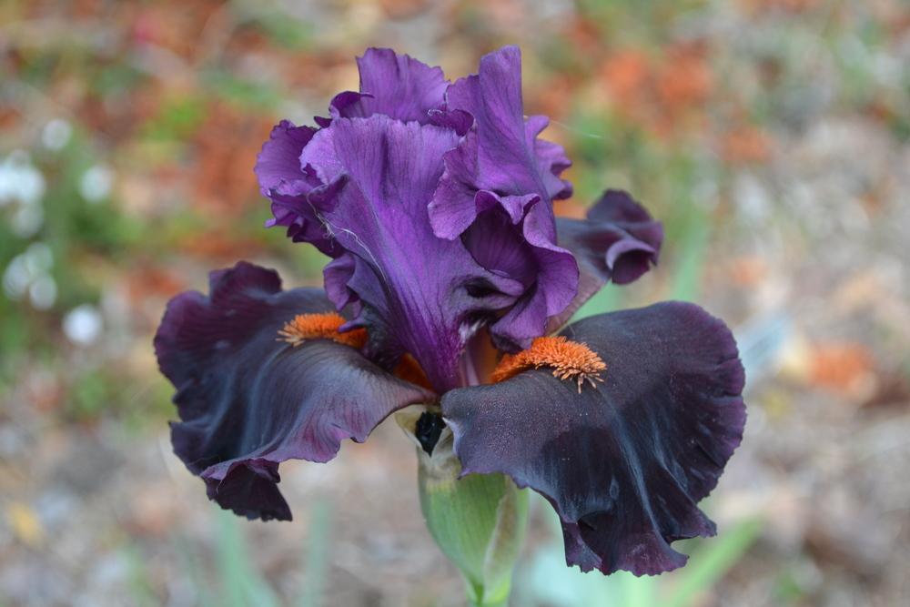 Photo of Tall Bearded Iris (Iris 'Black Magic Woman') uploaded by aikenforflowers