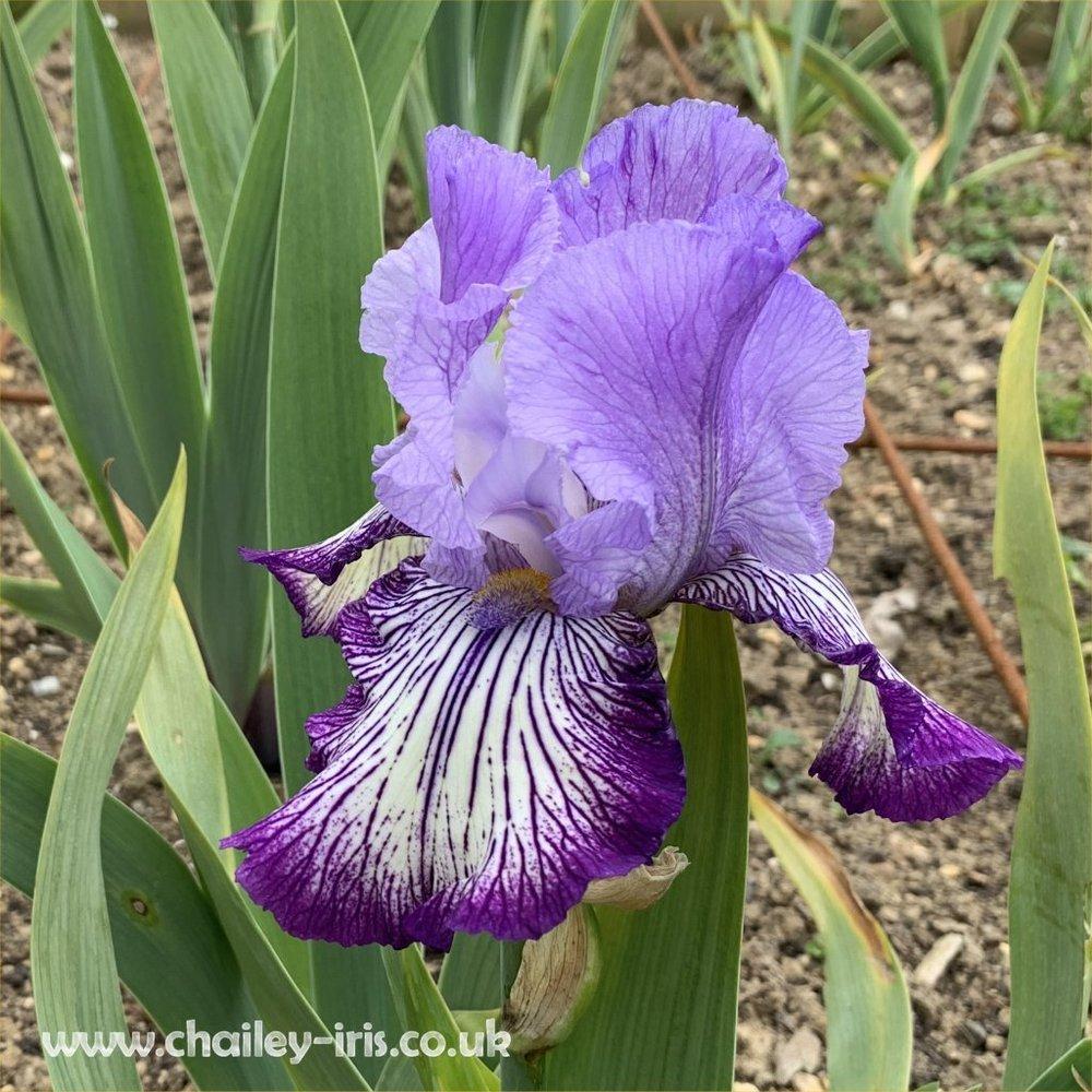 Photo of Tall Bearded Iris (Iris 'Circus Circus') uploaded by jeffa