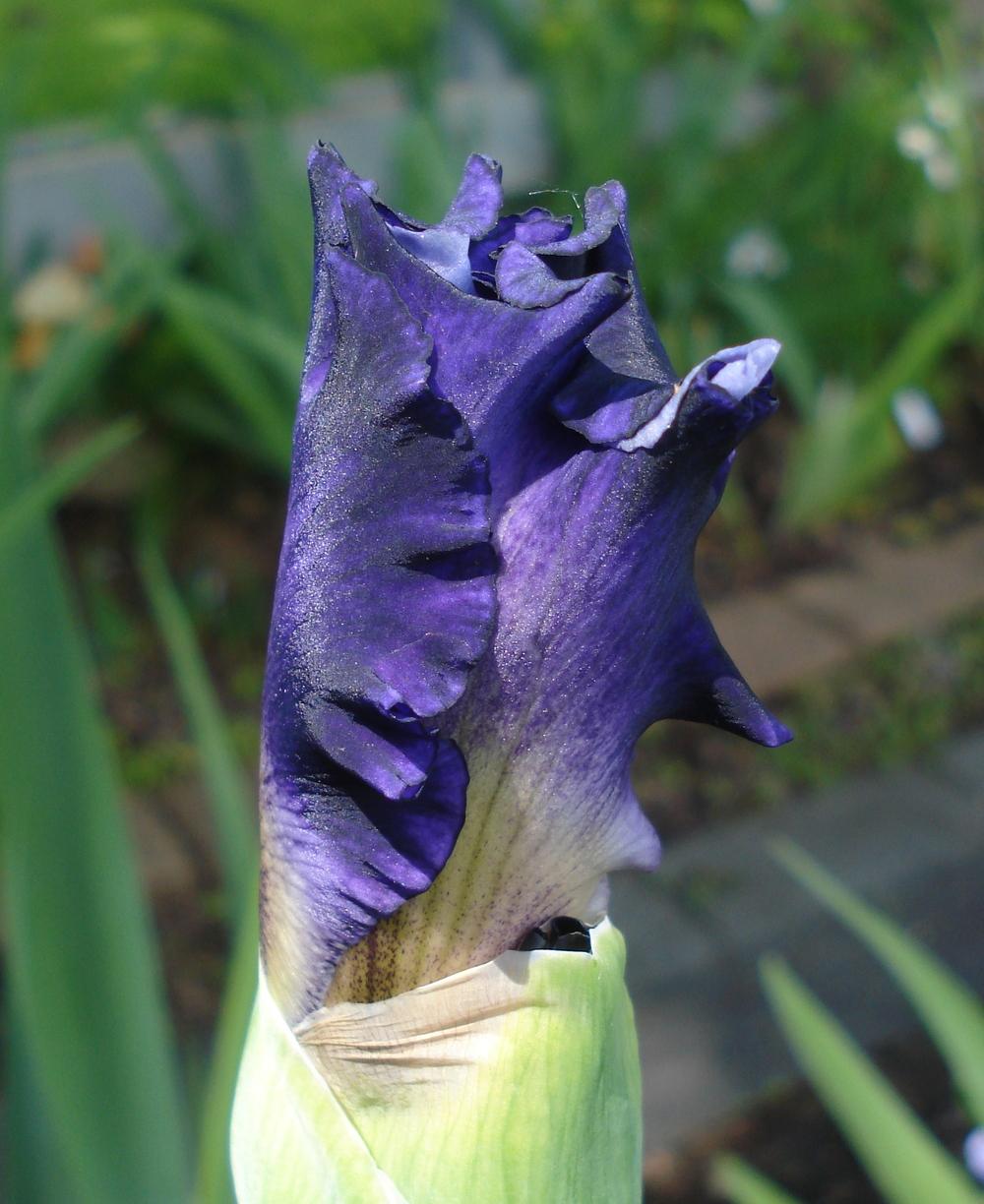 Photo of Tall Bearded Iris (Iris 'Wicked Good') uploaded by lovemyhouse