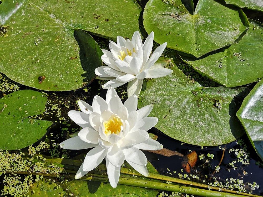 Photo of Water Lily (Nymphaea alba) uploaded by CactusMann