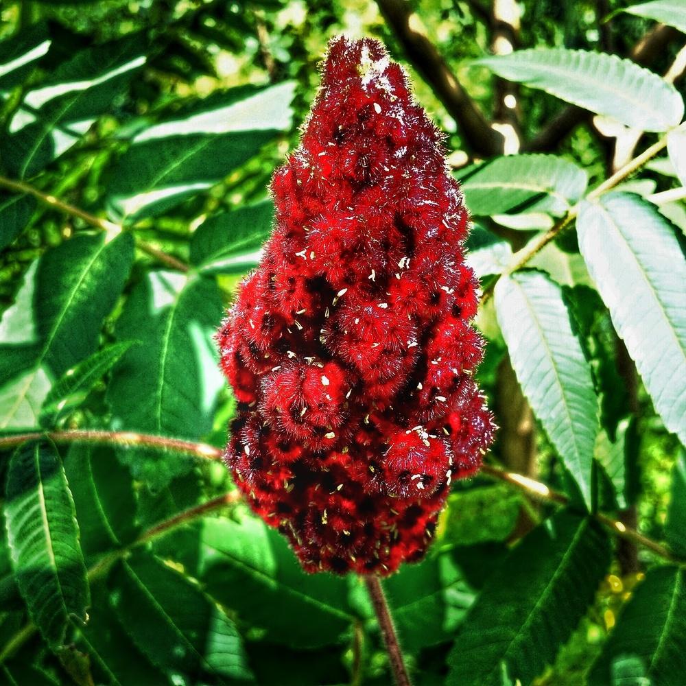 Photo of Staghorn Sumac (Rhus typhina) uploaded by CactusMann