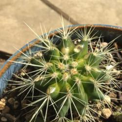 Location: CA
Date: 4/11/2020
Another Picture of my Very Young Golden Barrel Cactus
