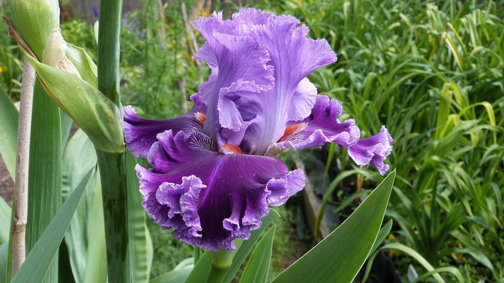 Photo of Tall Bearded Iris (Iris 'Louisa's Song') uploaded by hemeroca7