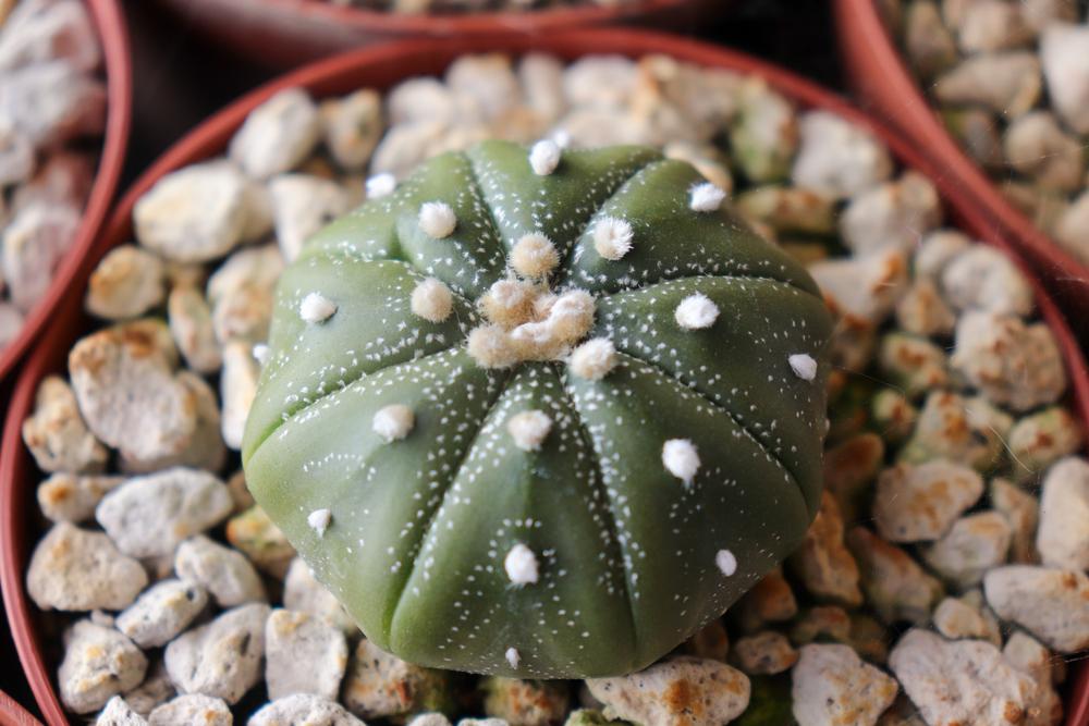 Photo of Texas Star Cactus (Astrophytum asterias) uploaded by Baja_Costero