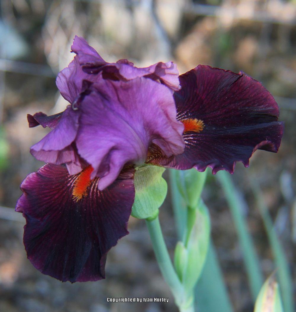 Photo of Tall Bearded Iris (Iris 'Fiery Temper') uploaded by Ivan_N_Tx