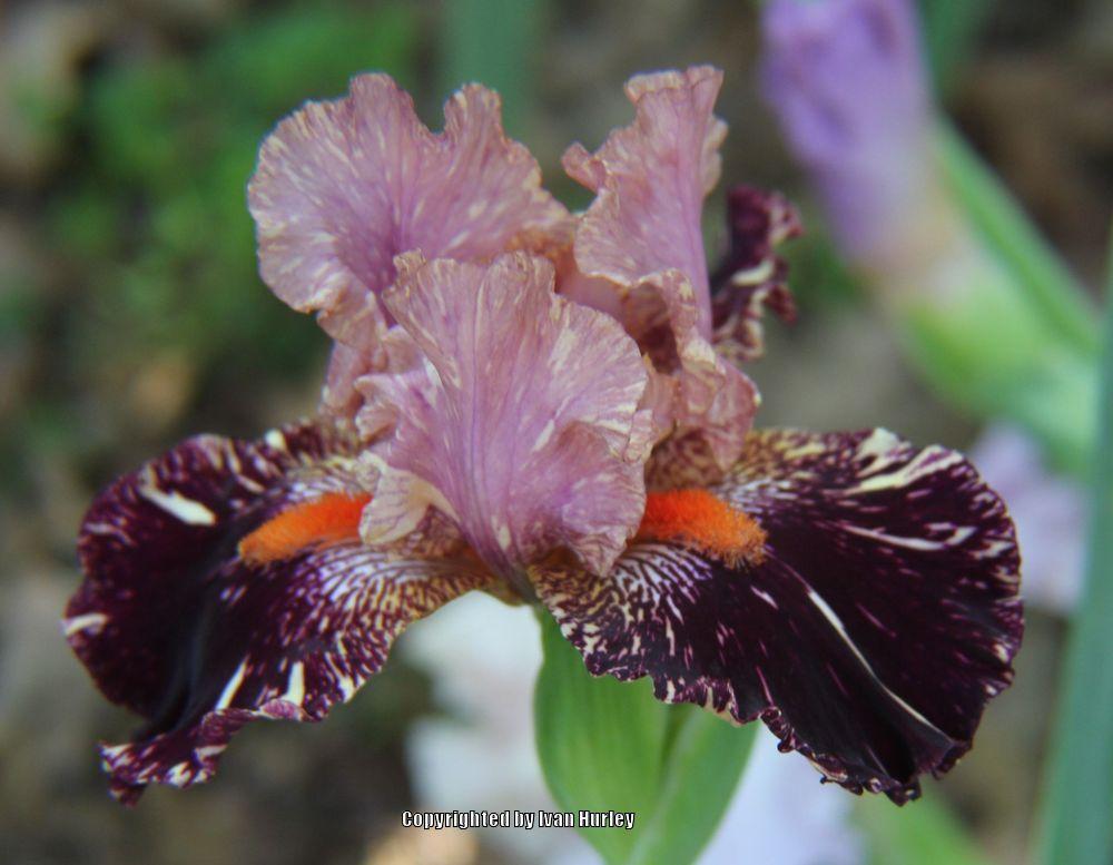Photo of Tall Bearded Iris (Iris 'Kickapoo Kangaroo') uploaded by Ivan_N_Tx