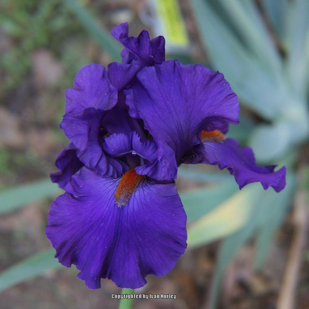 Photo of Tall Bearded Iris (Iris 'Paul Black') uploaded by Ivan_N_Tx