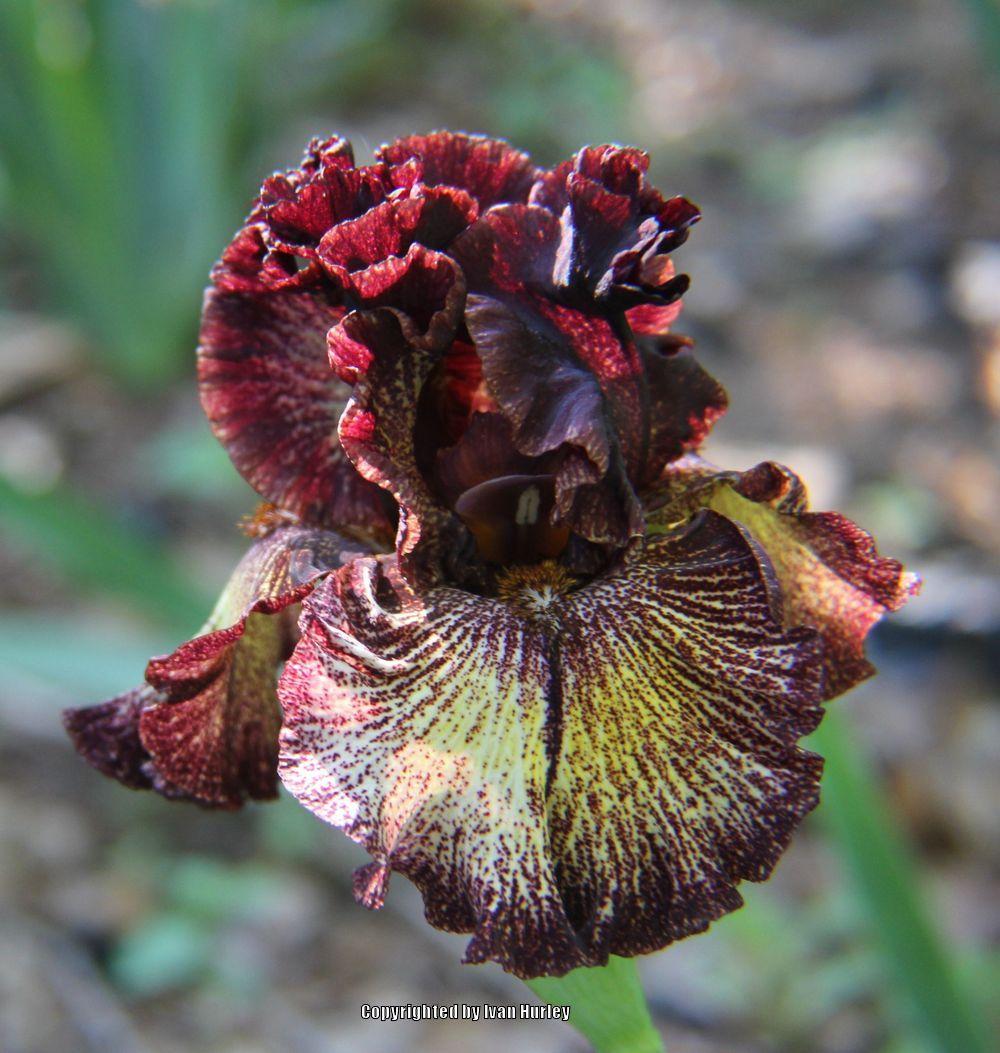 Photo of Tall Bearded Iris (Iris 'Sorbonne') uploaded by Ivan_N_Tx