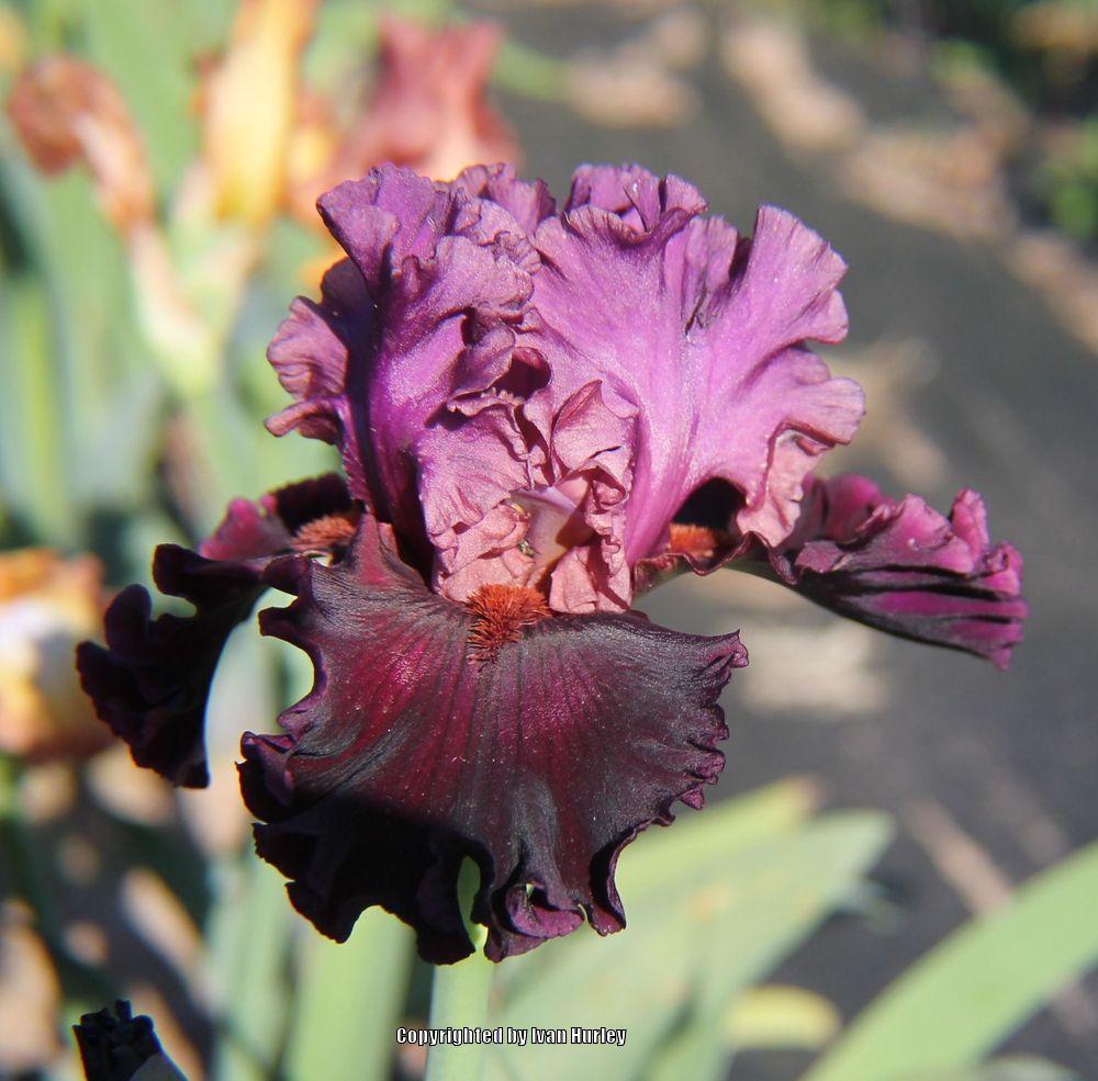 Photo of Tall Bearded Iris (Iris 'Saturn') uploaded by Ivan_N_Tx