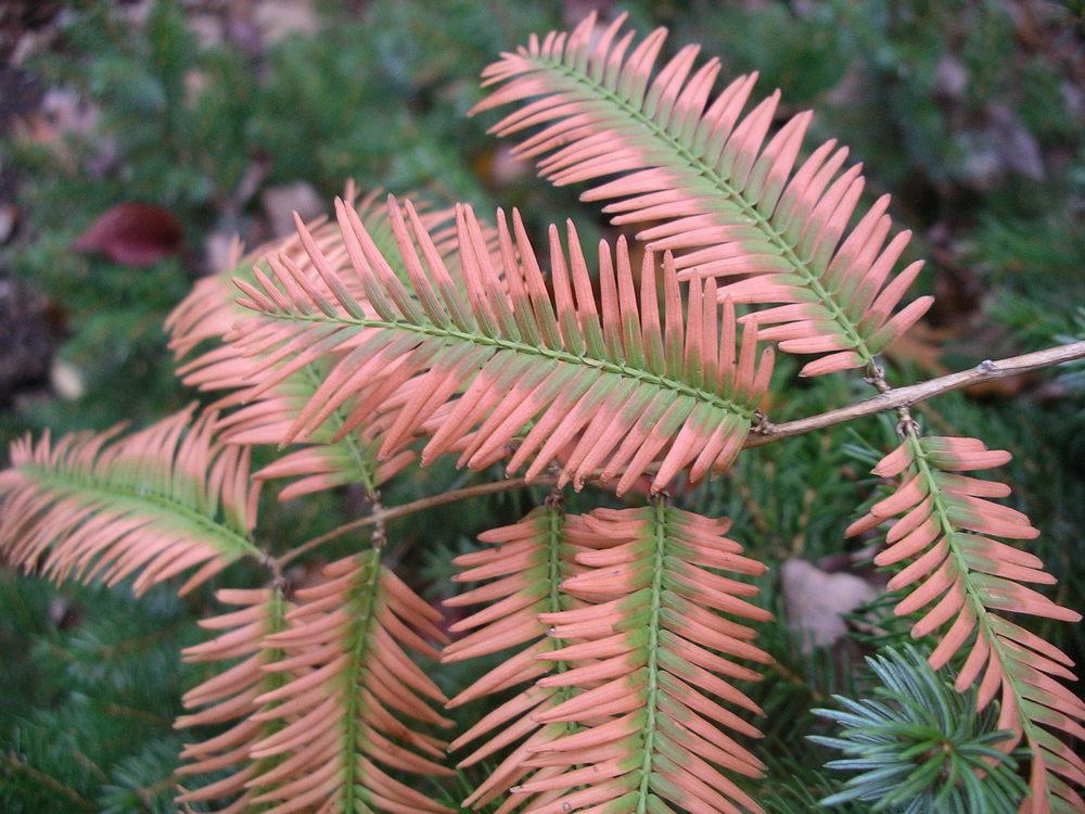 Photo of Dawn Redwood (Metasequoia glyptostroboides) uploaded by SL_gardener