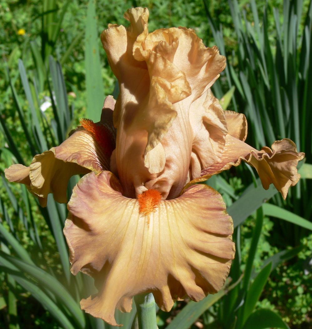Photo of Tall Bearded Iris (Iris 'Coffee Shop') uploaded by janwax