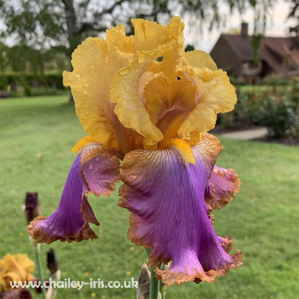 Photo of Tall Bearded Iris (Iris 'Pheasant Feathers') uploaded by jeffa