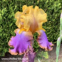 Location: Sussex, UK
Date: late May 2019
An unusual striking bloom, a favourite with garden visitors.