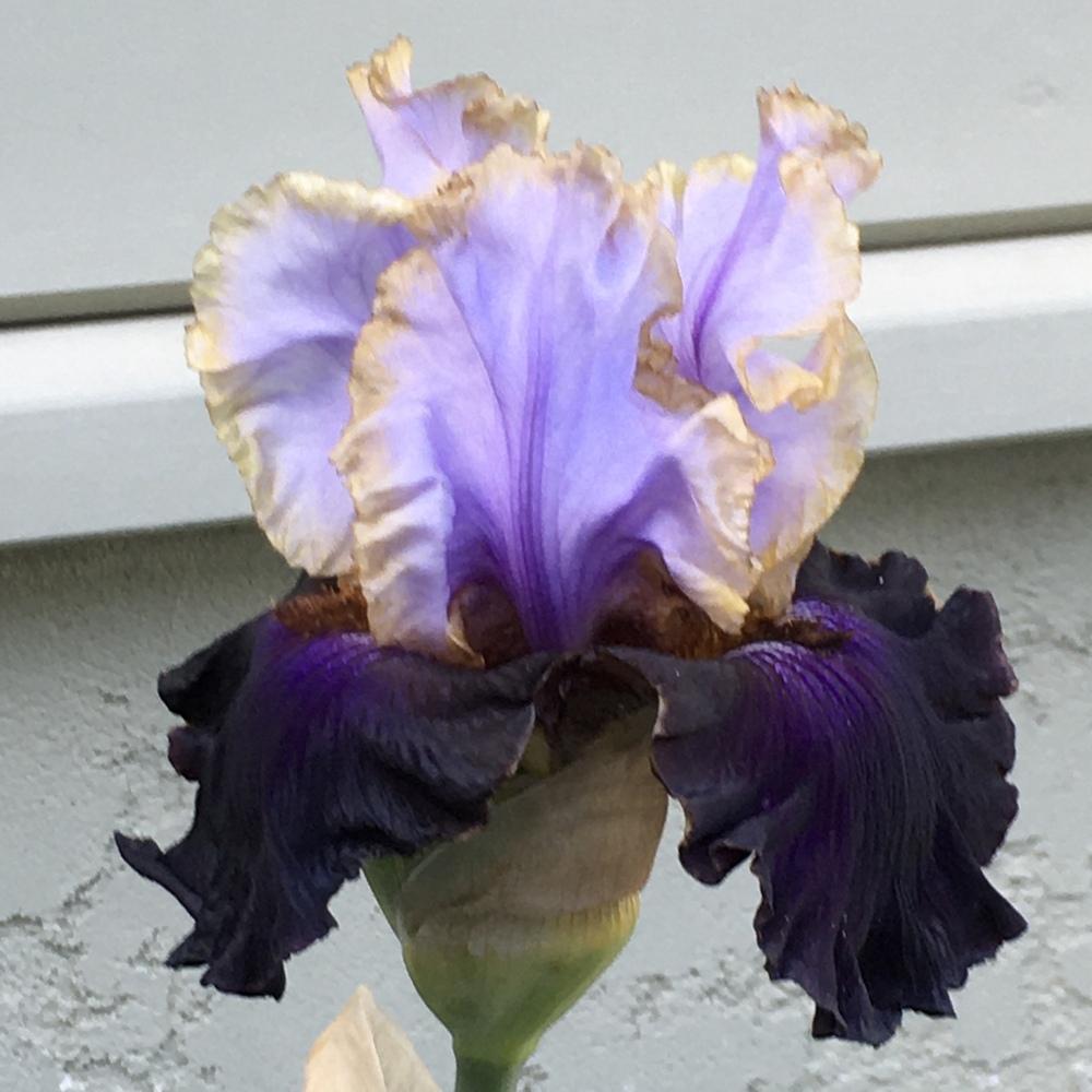 Photo of Tall Bearded Iris (Iris 'Edge of the World') uploaded by lilpod13