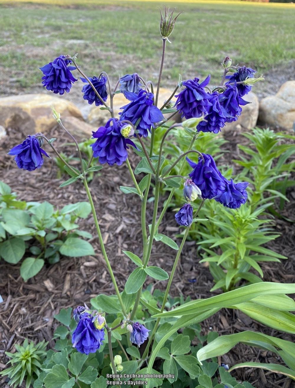Photo of Columbine (Aquilegia vulgaris 'Blue Barlow') uploaded by scflowers