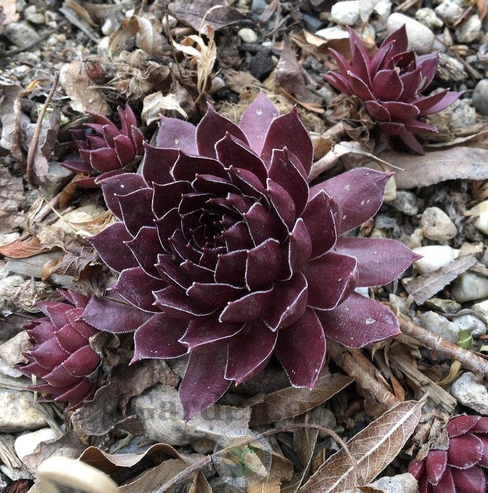 Photo of Hen and Chicks (Sempervivum 'Pacific Shadows') uploaded by BlueOddish