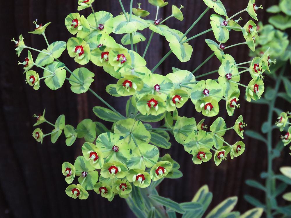 Photo of Euphorbia (Euphorbia x martini 'Ascot Rainbow') uploaded by DebraZone9
