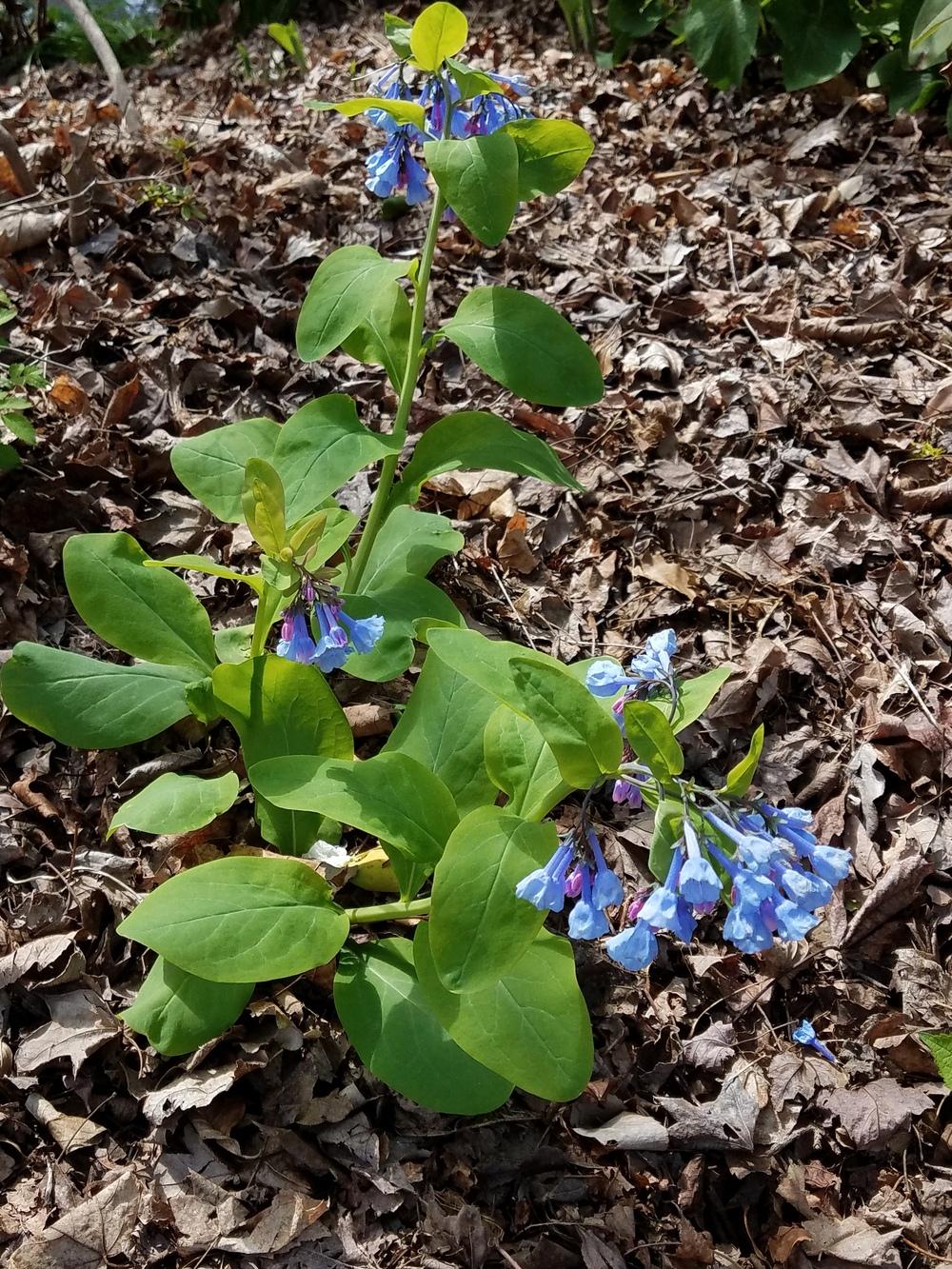 Photo of Virginia Bluebells (Mertensia virginica) uploaded by Gerris2