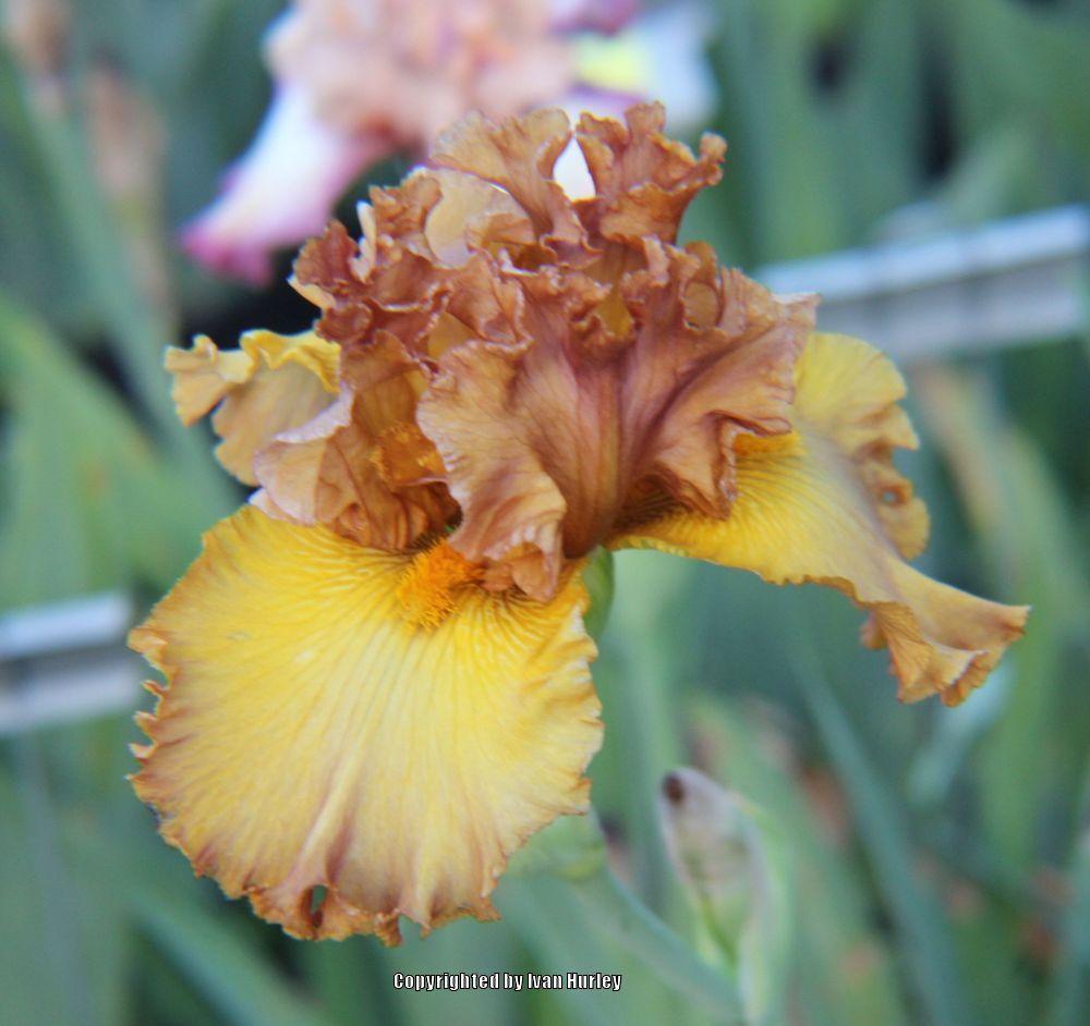 Photo of Tall Bearded Iris (Iris 'Lumière d'Automne') uploaded by Ivan_N_Tx