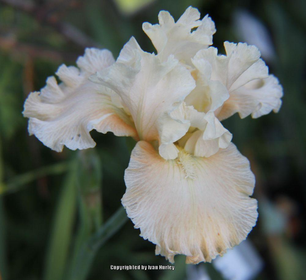 Photo of Tall Bearded Iris (Iris 'Let's Misbehave') uploaded by Ivan_N_Tx