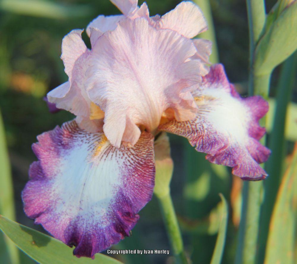 Photo of Tall Bearded Iris (Iris 'Change of Pace') uploaded by Ivan_N_Tx