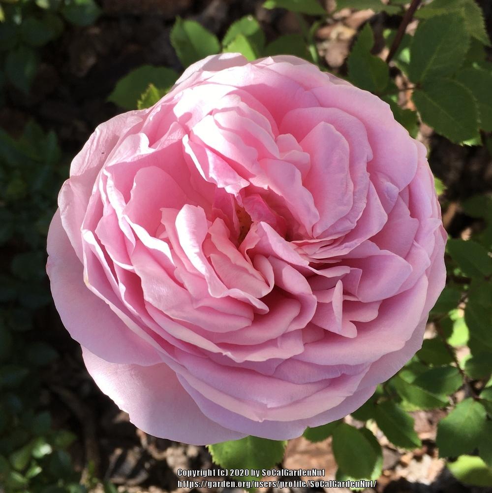 Photo of Rose (Rosa 'Belinda's Dream') uploaded by SoCalGardenNut