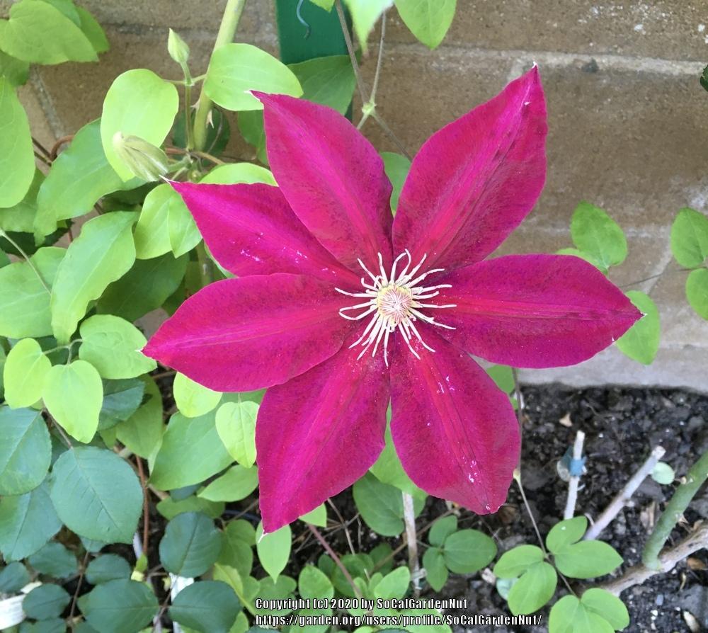 Photo of Clematis Rebecca™ uploaded by SoCalGardenNut
