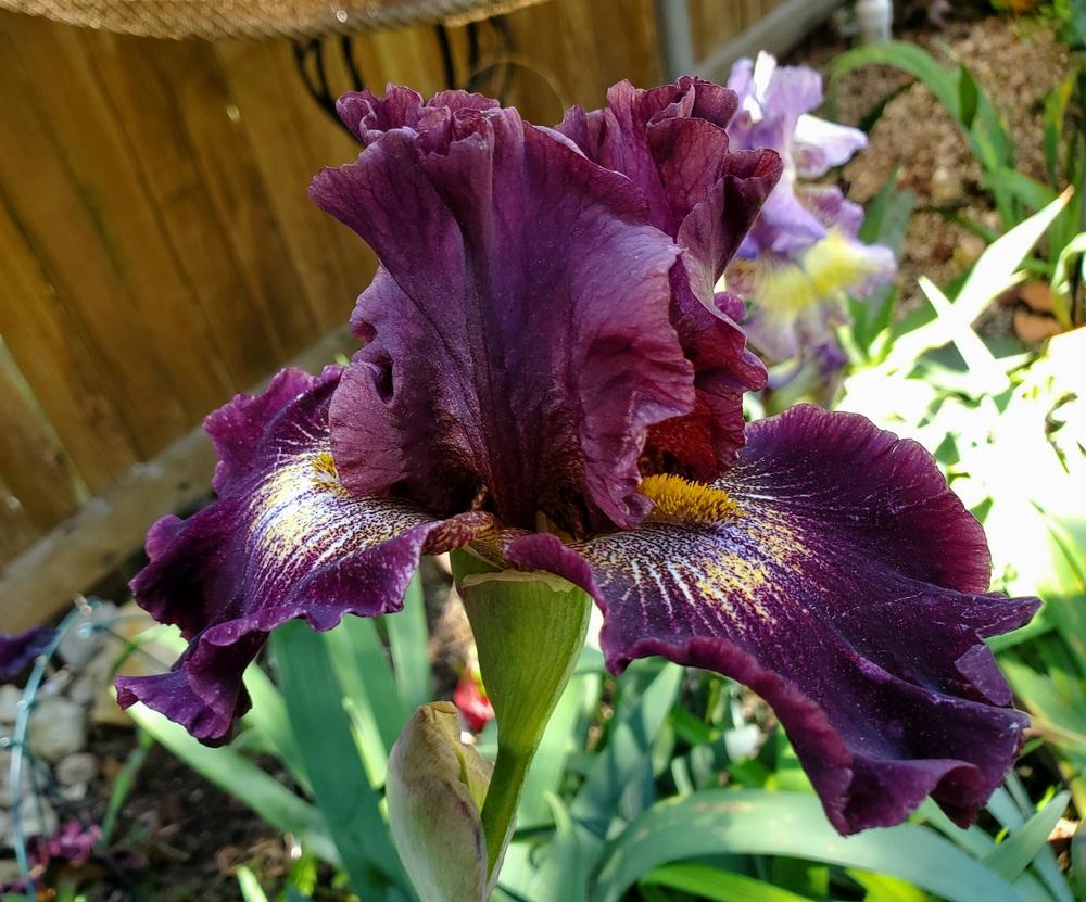 Photo of Tall Bearded Iris (Iris 'Tunnel Vision') uploaded by javaMom