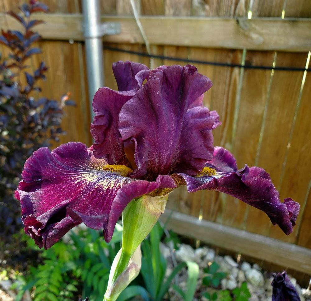 Photo of Tall Bearded Iris (Iris 'Tunnel Vision') uploaded by javaMom