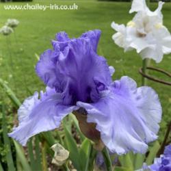 Location: Sussex, UK
Date: early June 2019
A very beautiful blue... younger blooms have more blue, the falls