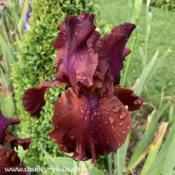 A stunning iris - always photographs beautifully.