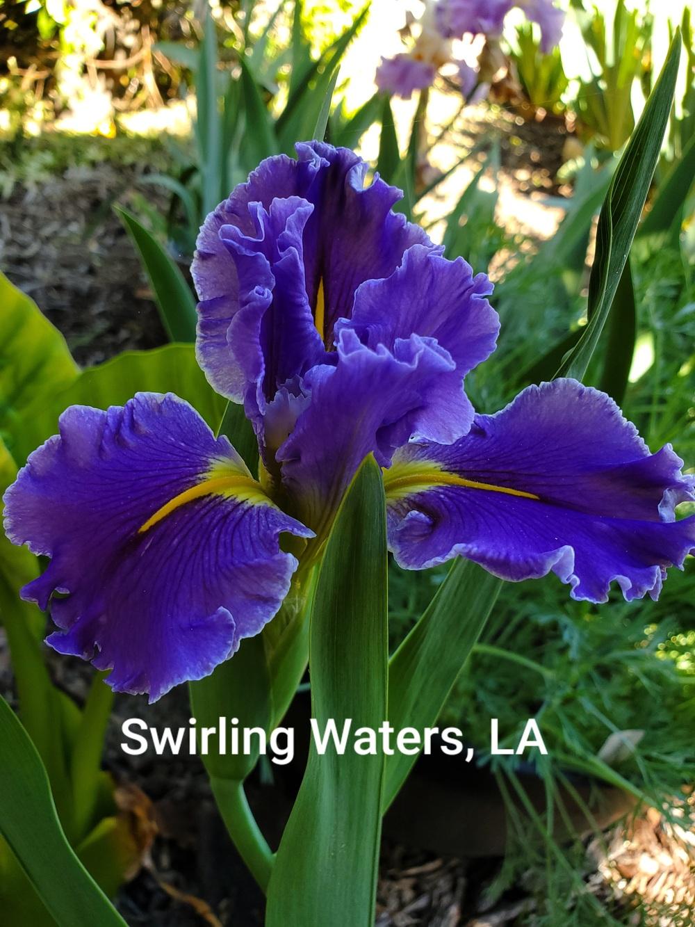 Photo of Louisiana Iris (Iris 'Swirling Waters') uploaded by jigs1968