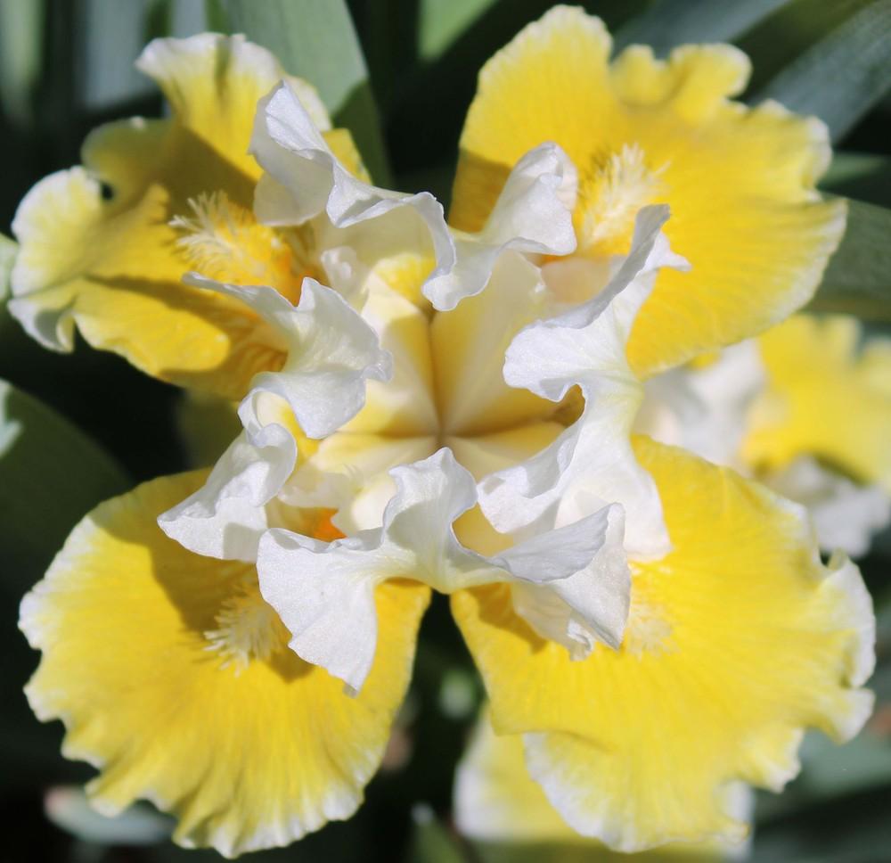 Photo of Intermediate Bearded Iris (Iris 'Protocol') uploaded by Bloombuddie