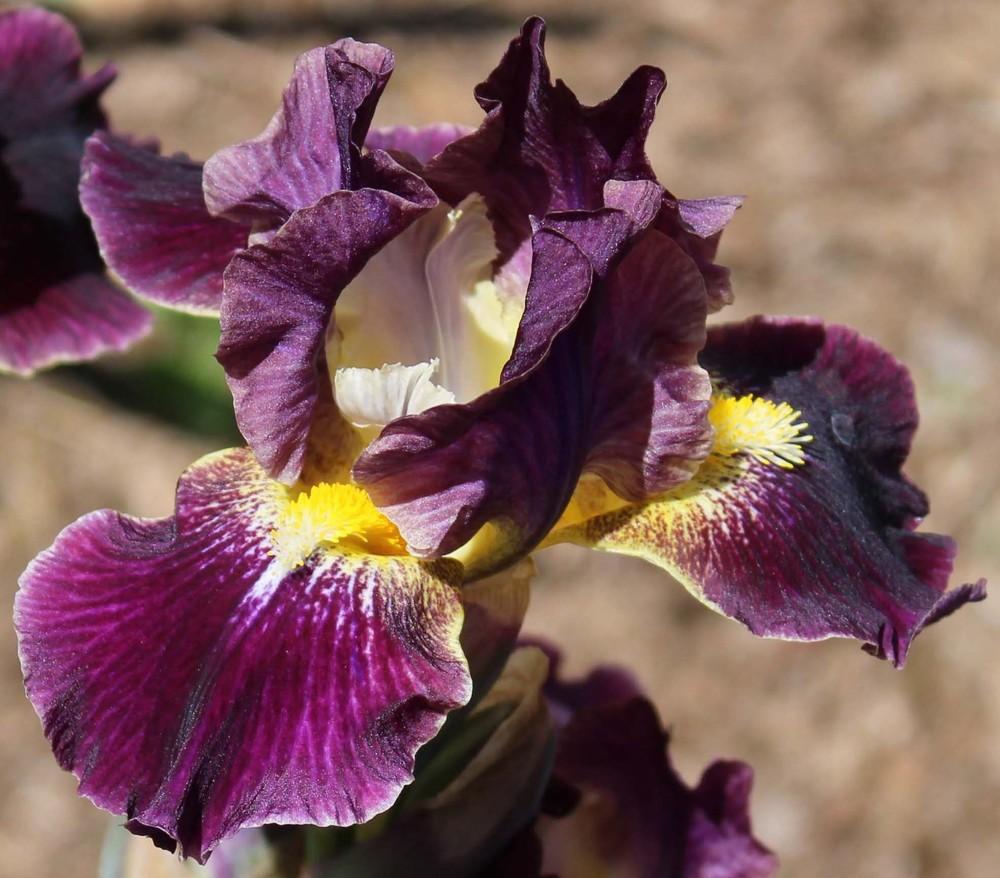 Photo of Intermediate Bearded Iris (Iris 'Oblivion') uploaded by Bloombuddie