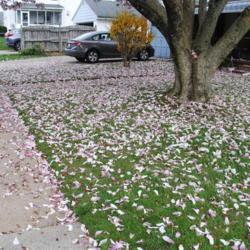 Location: Downingtown, Pennsylvania
Date: 2020-04-08
lots of fallen petals and more to come